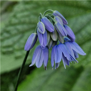 Allium Beesianum